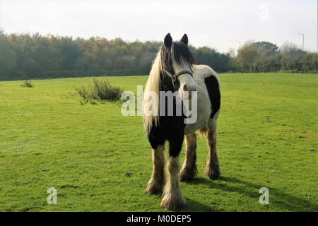 In bianco e nero il cavallo in campo verde Foto Stock