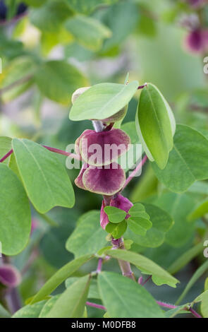 Amicia zygomeris brattee. Foto Stock