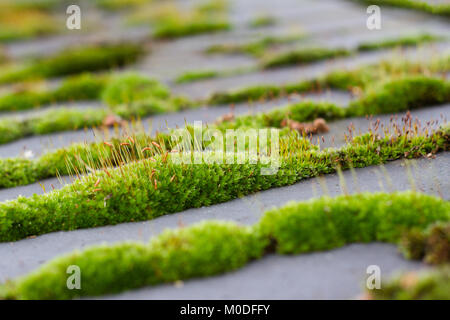 Vista laterale Vista dettagliata del verde muschio cresce attraverso la città di pietra della pavimentazione Foto Stock