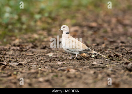 Colomba a collare (Streptopelia decaocto) sul terreno in una radura del bosco Foto Stock