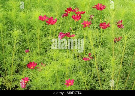 Fiori rossi cosmo bloom splendidamente Foto Stock