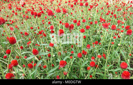 "Rosso Amaranto Globo' Fiore (o pulsante di Bachelor, Globe fiore) Foto Stock