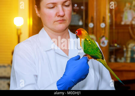 Bella giovane veterinario pappagallo di alimentazione nella vet ambulatorio veterinario controlla il pappagallo Foto Stock