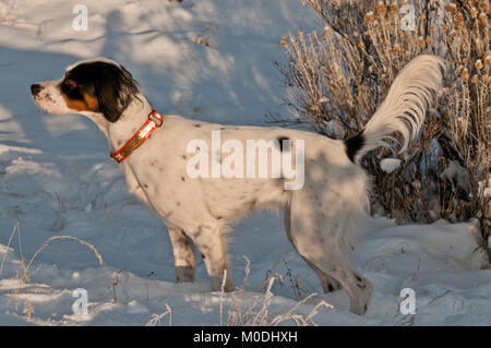 Setter inglese sul punto Foto Stock