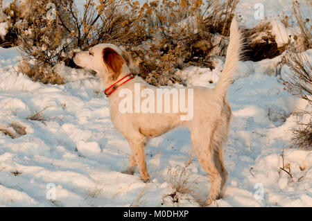 Setter inglese sul punto Foto Stock