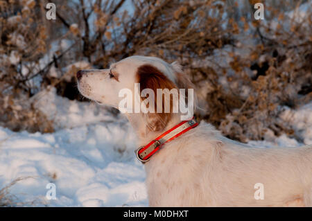 Setter inglese sul punto Foto Stock