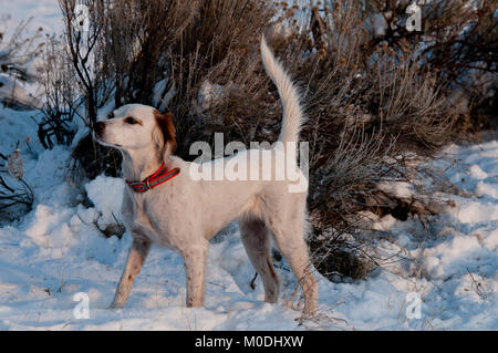 Setter inglese sul punto Foto Stock