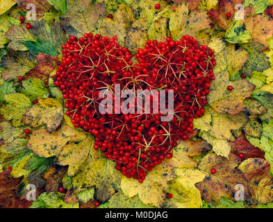 Cuore di viburno di bacche di rosa su viburno-rose foglie, Viburnum opulus Foto Stock