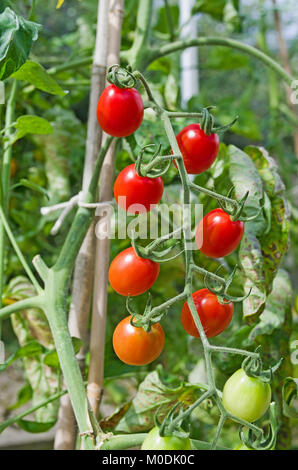 Architrave di Santonio ibrido F1 i pomodorini maturazione sulla vite in estate il sole in serra domestica, Cumbria, England Regno Unito Foto Stock