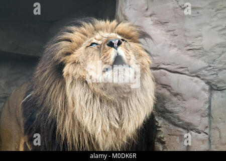 Animali predatori un leone ruggire pubblica Foto Stock