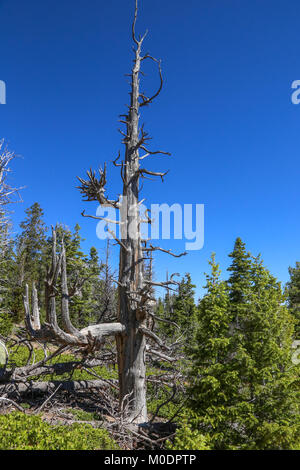 Bristlecone Pines AtopRainbow punto, Bristlecone Loop Trail, il Parco Nazionale di Bryce, Kanab, UT Foto Stock