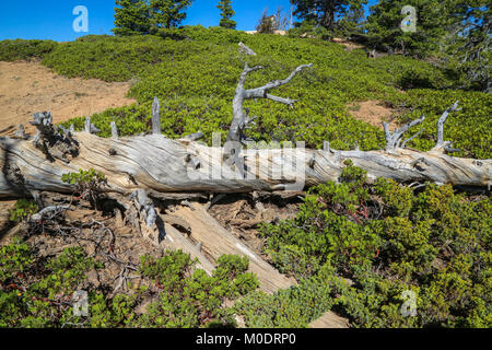 Twisted tronco sui Bristlecone Loop Trail, il Parco Nazionale di Bryce, Kanab, UT Foto Stock