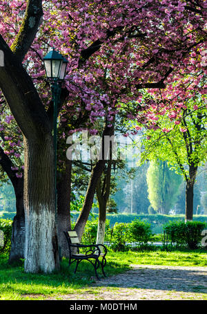 La fioritura dei ciliegi nel parco della città. panca in legno e lanterna sotto i rami di albero Sakura Foto Stock