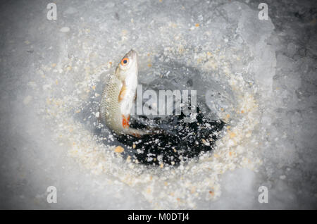 Tirando il pesce catturato da un foro in inverno la pesca Foto Stock