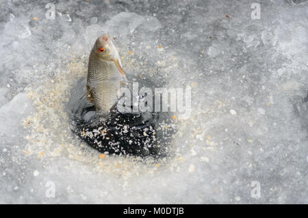 Tirando il pesce catturato da un foro in inverno la pesca Foto Stock