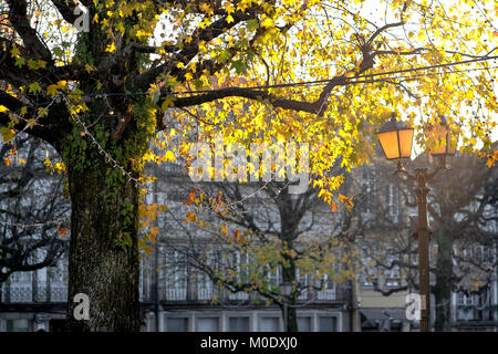 Tutti circa la caduta, l'autunno questa preziosa stagione dell anno che ci mettono bella e immagini giallo Foto Stock