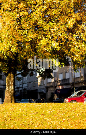 Tutti circa la caduta, l'autunno questa preziosa stagione dell anno che ci mettono bella e immagini giallo Foto Stock