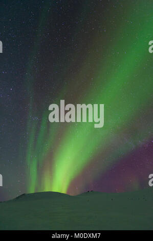 Luci del nord, aurora boreale. A nord di Fairbanks, Alaska, Stati Uniti d'America marzo, 2016 Dominique Braud/Dembinsky Foto Assoc Foto Stock