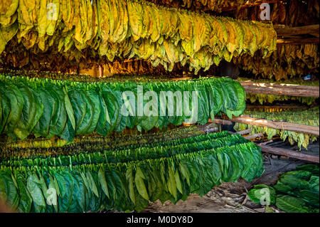 L'essiccazione delle foglie di tabacco per la produzione dei sigari cubani Foto Stock