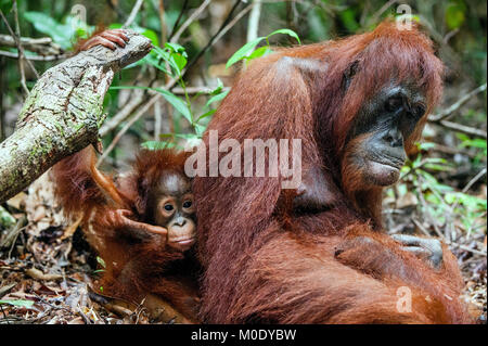 Madre orangutan e cub in un habitat naturale. Bornean orangutan (Pongo pygmaeus wurmbii) nella natura selvaggia. La foresta pluviale di isola di Borneo. Indonesia. Foto Stock