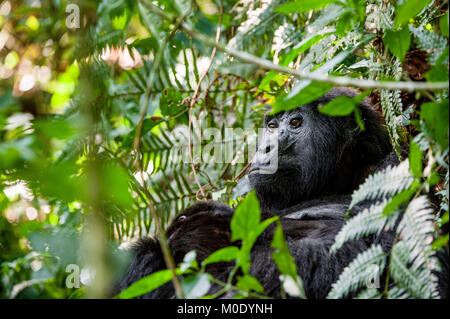 Ritratto di una pianura occidentale (gorilla Gorilla gorilla gorilla) vicino fino ad una breve distanza in un habitat naturale Foto Stock