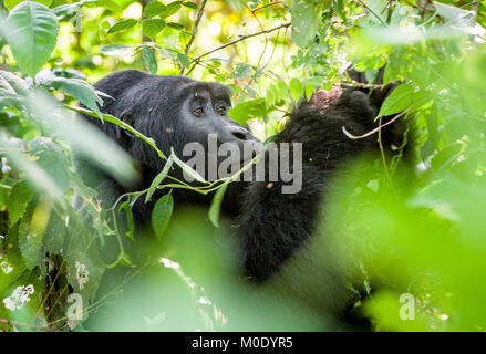 Ritratto di una pianura occidentale (gorilla Gorilla gorilla gorilla) vicino fino ad una breve distanza in un habitat naturale Foto Stock