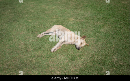 Interno tailandese cane dormire su erba verde Foto Stock