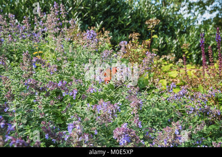 Farfalla pavone a prendere il sole sui fiori nel giardino d'autunno Foto Stock