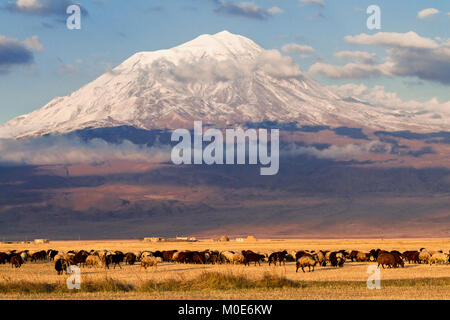 Il monte Ararat e il gregge di pecore in Turchia orientale Foto Stock