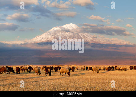 Il monte Ararat e il gregge di pecore in Turchia orientale Foto Stock