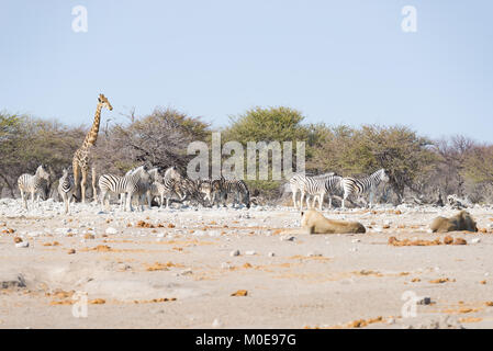 Due leoni stesi sul terreno. Zebre e giraffe (defocalizzata) passeggiate indisturbate in background. Wildlife safari nel Parco Nazionale di Etosha, Foto Stock