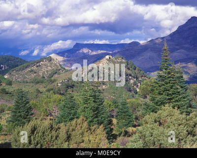 PINSAPO - SPAGNOLO FIR (Abies pinsapo), Sierra de las Nieves, Malaga, Andalusia, Spagna, Europa Foto Stock