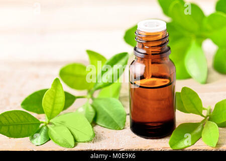 Bitter Orange foglia olio essenziale nella bottiglia e di foglie fresche Foto Stock