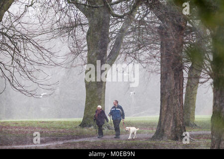 Northampton. U.K. Meteo, Abington park. Il 21 gennaio 2018. Nevischio e mostrare questa mattina non scoraggiare questo giovane dal camminare i loro cani. La previsione è la pioggia questo pomeriggio. Credito: Keith J Smith./Alamy Live News Foto Stock