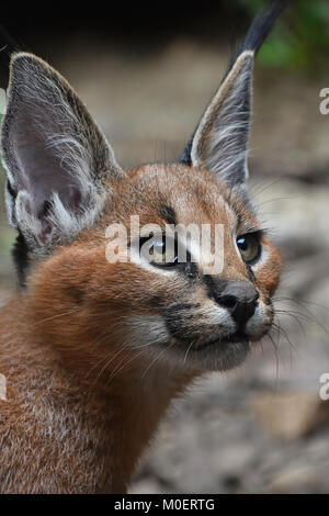 Close up ritratto di baby caracal gattino Foto Stock