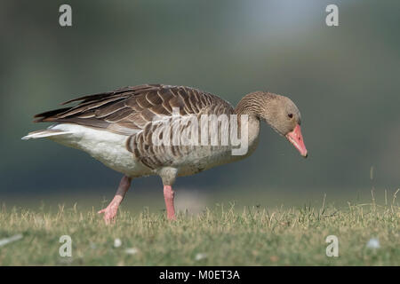 Greylag Goose (Anser anser) al santuario degli uccelli di Thol, Gujarat, India Foto Stock