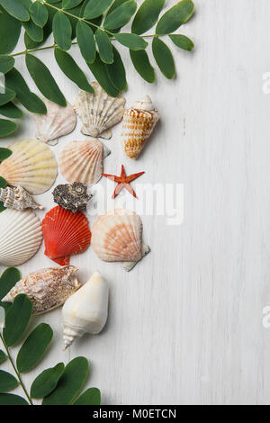 Vari tipi di forme della bella spirale piatta conchiglie di mare Stella Locust Tree rami con foglie verdi su legno bianco. Primavera Estate vacanza wellness Bo Foto Stock