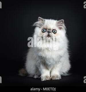 Il persiano longhair cat / gattino seduto isolato su sfondo nero guardando dritto nella telecamera Foto Stock