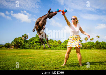 Donna che gioca con il suo tedesco shorthaired puntatore cane Foto Stock