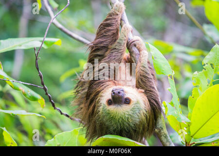 Giovani Hoffmann il bradipo appeso da albero e guardando nella telecamera con giungla verde sfondo, Bocas del Toro, Panama Foto Stock
