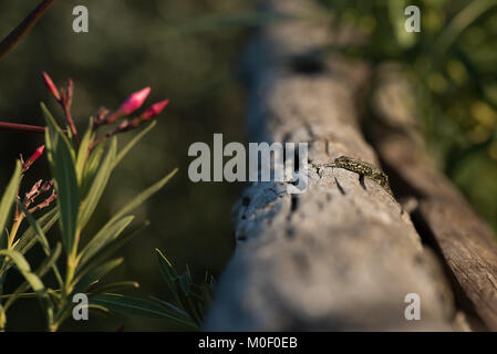 Piccoli Gekko siede crogiolandovi al pomeriggio toscano sun in appoggio su un corrimano in legno Foto Stock