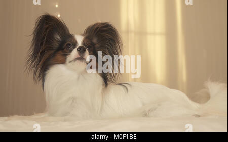 Giovane cane razze Papillon Continental Toy Spaniel giace sul letto Foto Stock