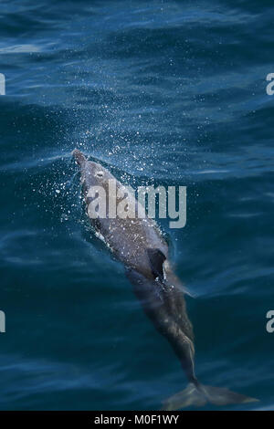 Pantropical Spotted Dolphin (Stenella attenuare) soffia attraverso il foro di sfiato. Papagayo Peninsula, Guanacaste in Costa Rica. Giugno 2018. Foto Stock