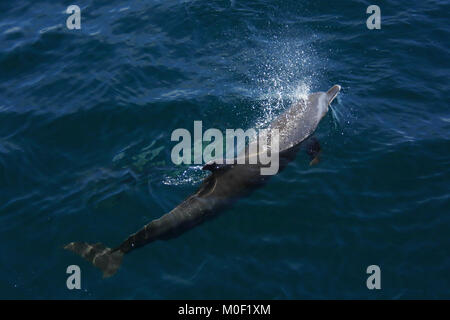 Pantropical Spotted Dolphin (Stenella attenuare) soffia attraverso il foro di sfiato. Papagayo Peninsula, Guanacaste in Costa Rica. Giugno 2018. Foto Stock