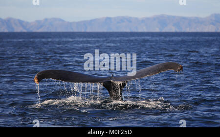 Humpback Whale (Megaptera novaeangliae) tail Fluke. Papagayo Peninsula, Guanacaste in Costa Rica. Gennaio 2018. Foto Stock