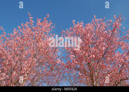 Bella wild himalayana o ciliegia Sakura Thai flower Foto Stock