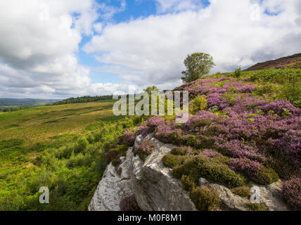 Campagna di Northumberland. Foto Stock