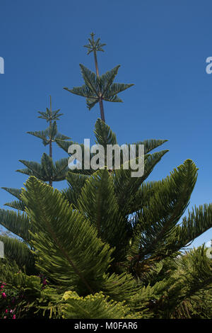 Spiaggia Binalong su Tasmania 's Bay di incendi chiamato a causa di incendi aborigene sulla costa e il luminoso lichene arancione che copre le rocce di marmo Foto Stock