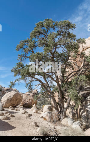 Pino su Hidden Valley Trail a Joshua Tree National Park in California Foto Stock