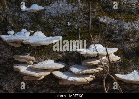 Ripiano fungo su un albero nel bosco in Pennsylvania in gennaio Foto Stock